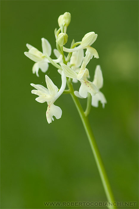 orchidea bolognese